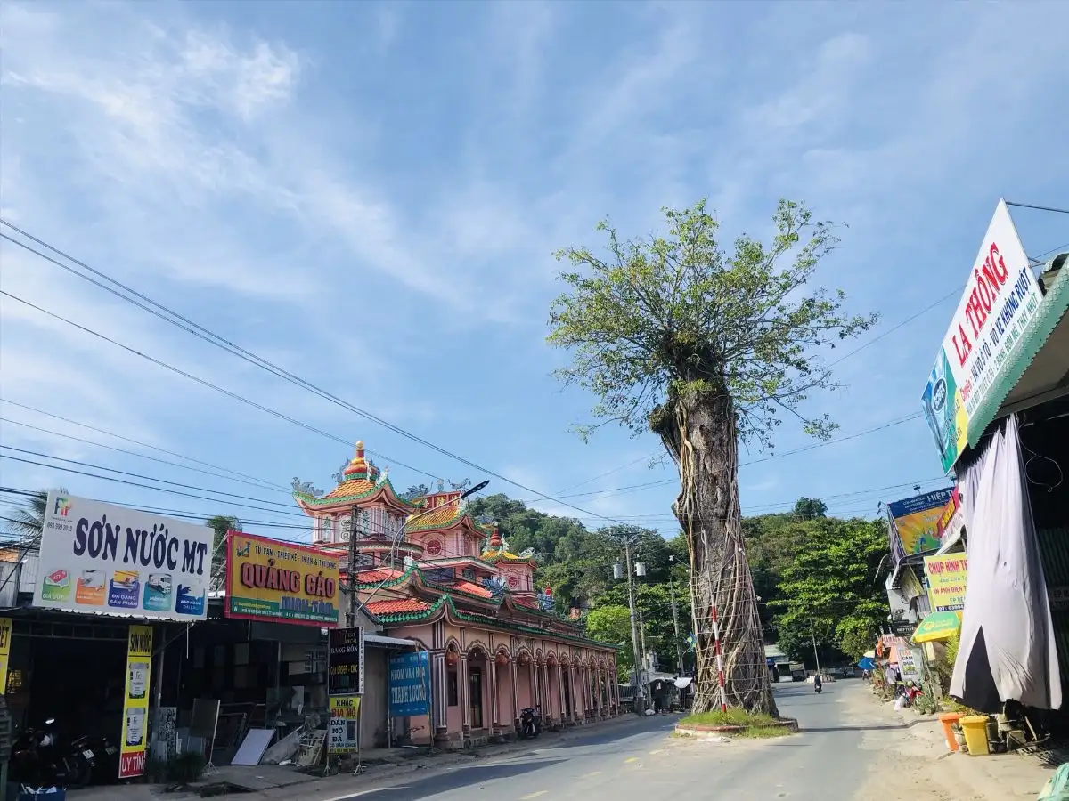 Nằm mơ thấy cây cổ thụ: Giải mã ý nghĩa tâm linh và điềm báo.