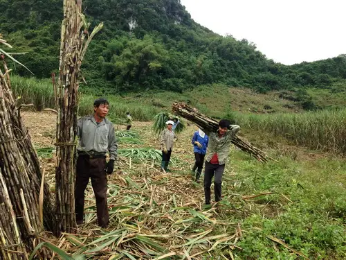 Hình ảnh mơ thấy chặt cây mía, biểu tượng của sự thay đổi và cơ hội mới.