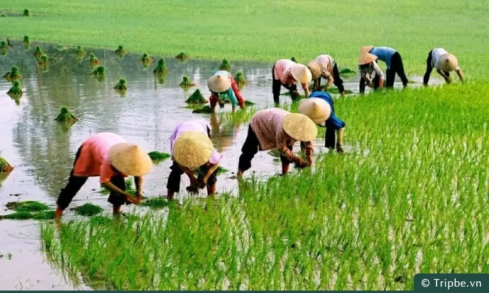 Nằm mơ thấy đi cấy lúa: Giải mã điềm báo và con số may mắn.