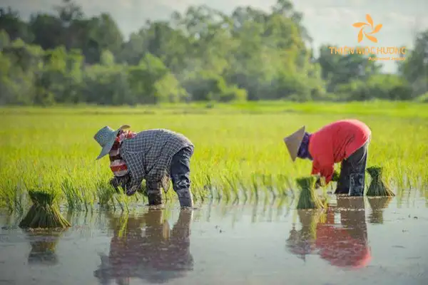 Hình ảnh mơ thấy đi cấy lúa, biểu tượng của sự phát triển và thành công.